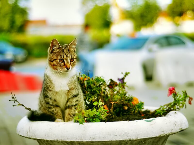 Tabby Cat in Planter — White