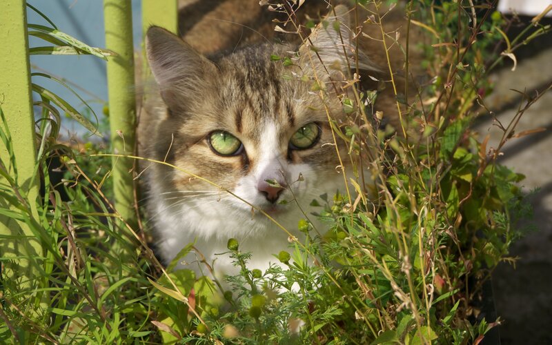Tabby Cat in Plants — Brown