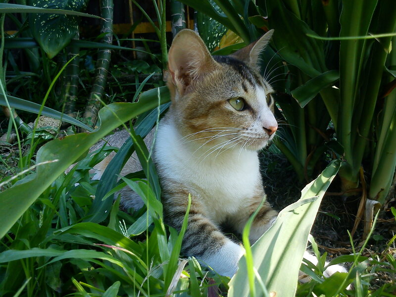 Tabby Cat in Plants — Green