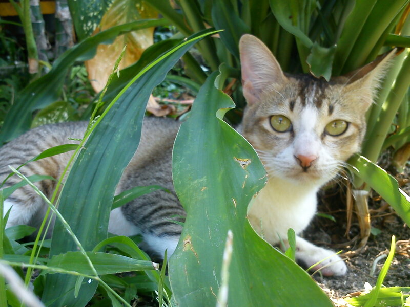 Tabby Cat in Plants
