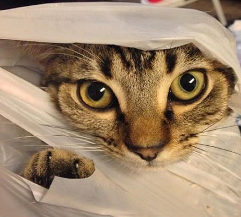 Tabby Cat in Plastic Bag — Brown