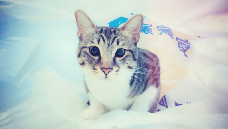 tabby cat in plastic bag