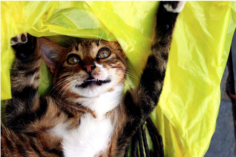 Tabby Cat in Plastic Bag — Yellow