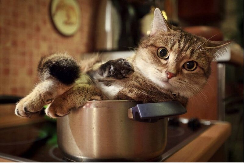 Tabby Cat in Pot