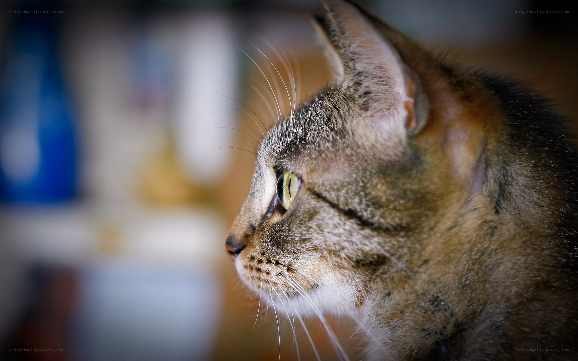 tabby cat in profile