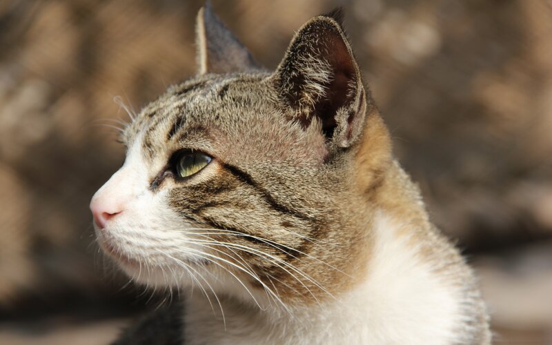 tabby cat in profile