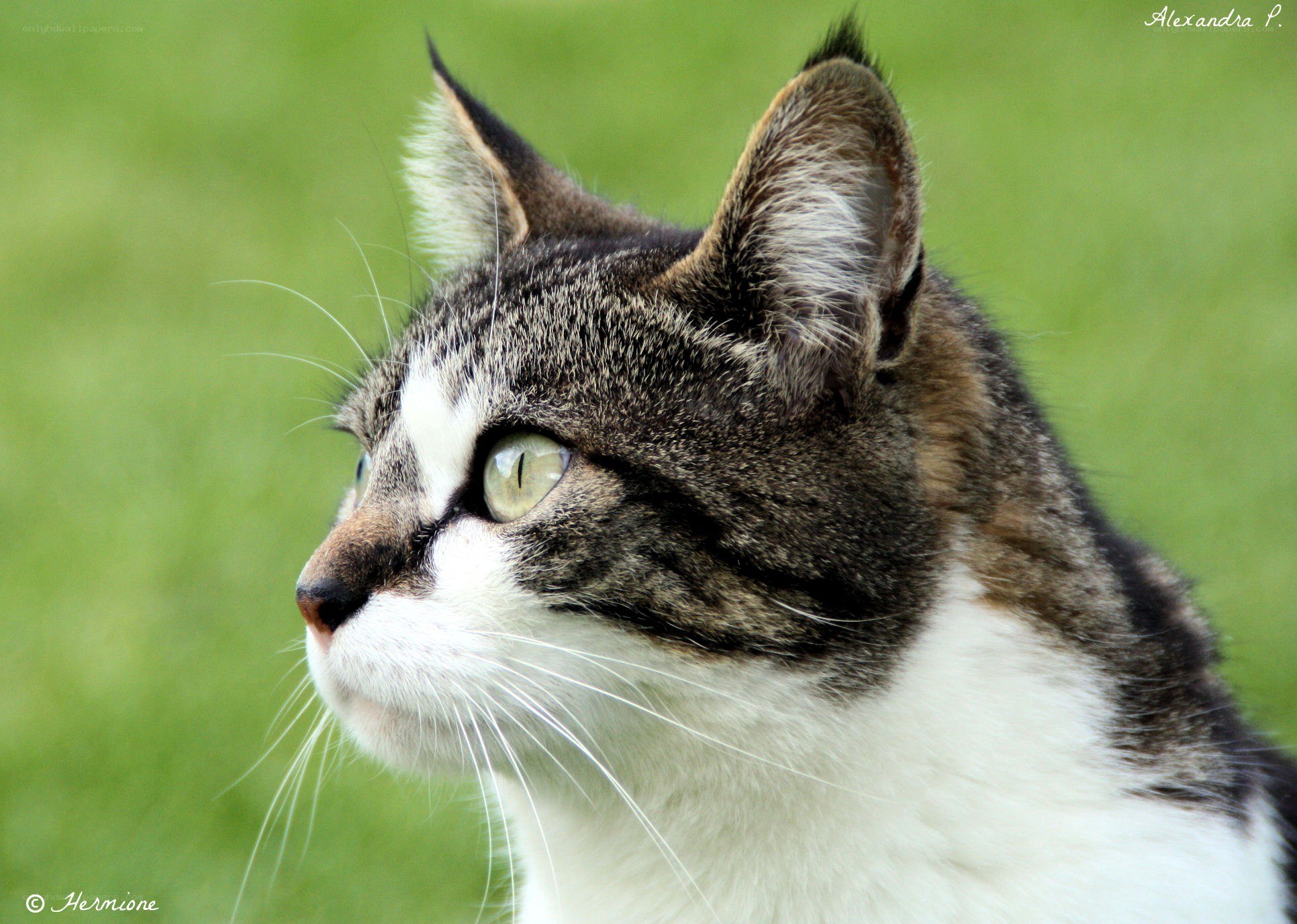 tabby cat in profile