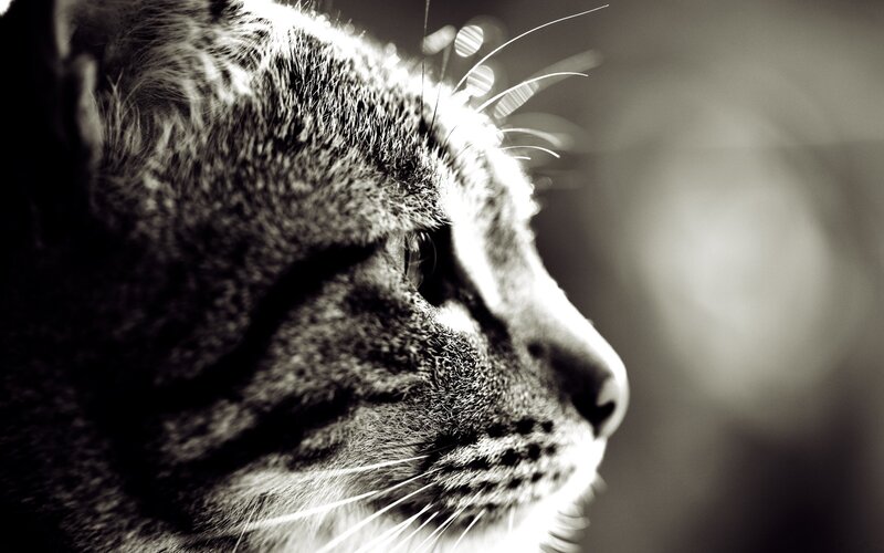 Tabby Cat in Profile — Black, Dramatic