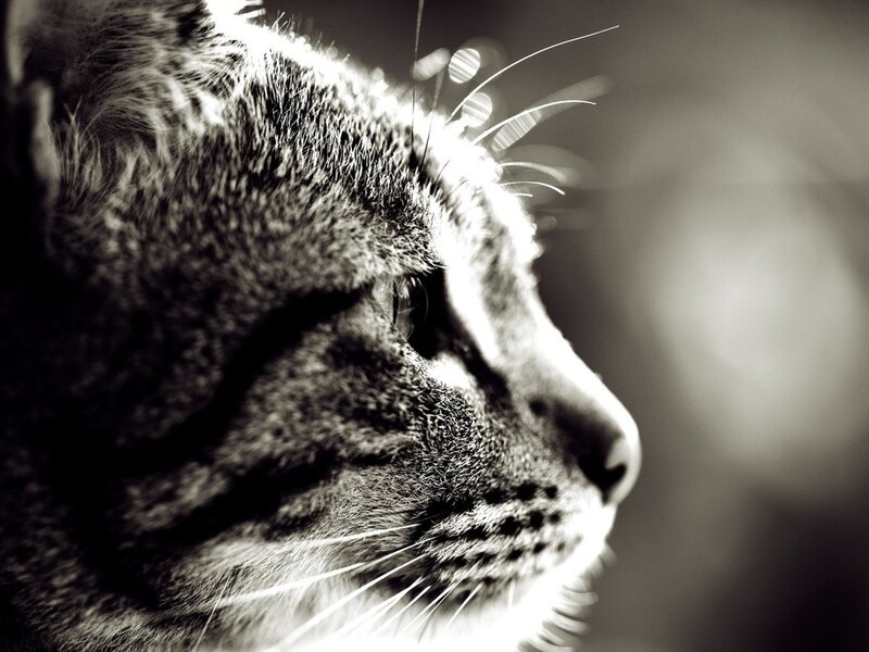 Tabby Cat in Profile — Black