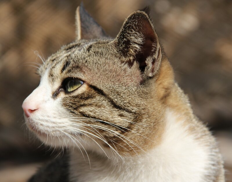 Tabby Cat in Profile — Brown, Calm, Afternoon, Photograph