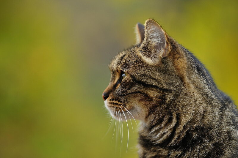 Tabby Cat in Profile — Brown, Calm, Afternoon, Photograph, Whiskers