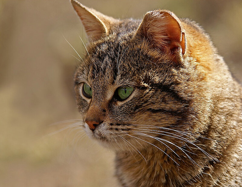 Tabby Cat in Profile — Brown, Calm, Afternoon