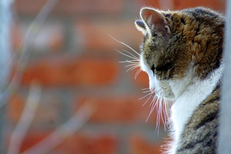 Tabby Cat in Profile — Brown, Calm, Photograph, Brick Wall