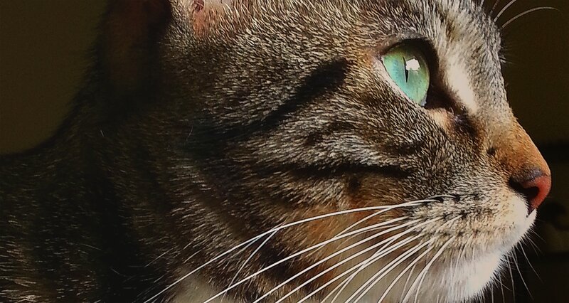 Tabby Cat in Profile — Brown, Calm, Photograph, Eye