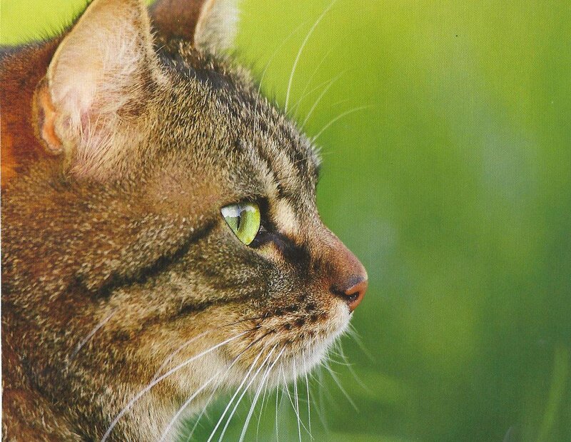 Tabby Cat in Profile — Brown, Calm, Photograph, Green Background