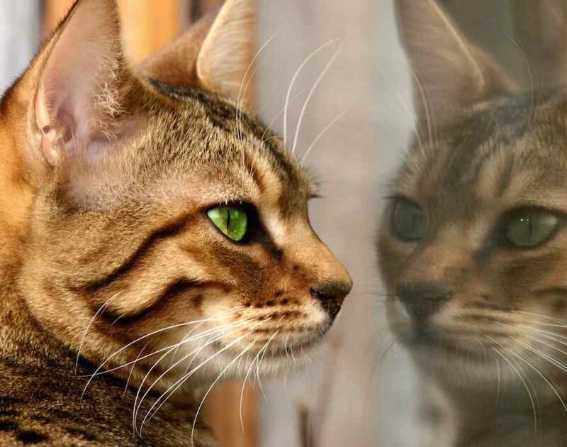 Tabby Cat in Profile — Brown, Calm, Photograph, Mirror Reflection