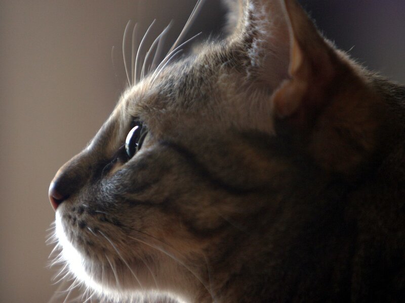 Tabby Cat in Profile — Brown, Calm, Photograph