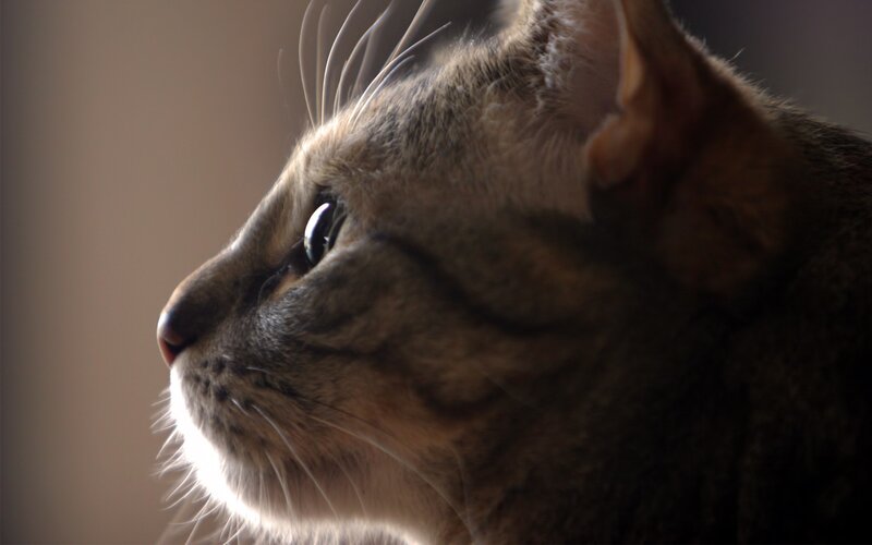 Tabby Cat in Profile — Brown, Calm, Photograph, Whiskers, Eye, Ear