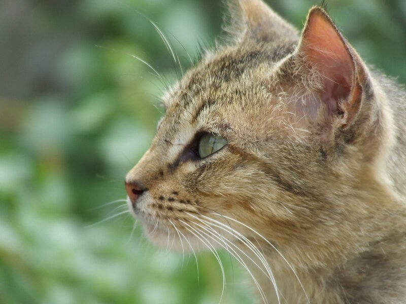 Tabby Cat in Profile — Brown, Calm, Photograph, Whiskers, Green Eyes, Ears