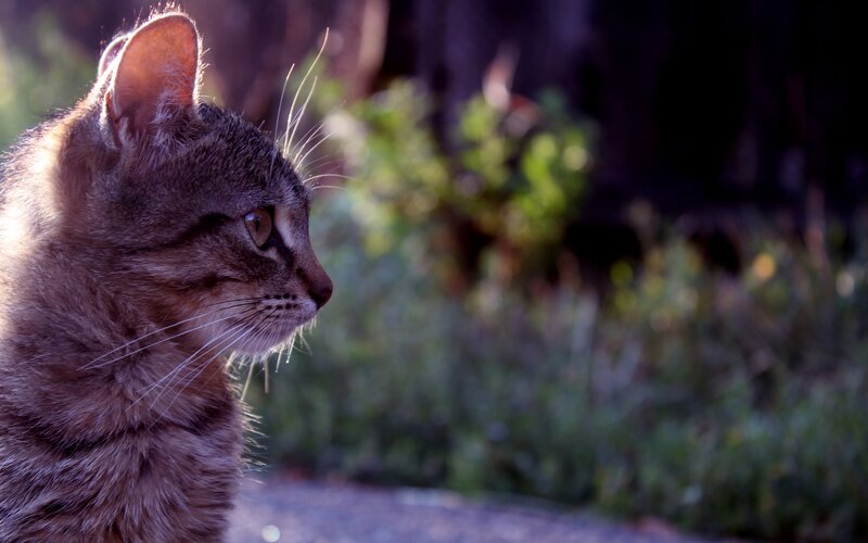 Tabby Cat in Profile — Brown, Calm, Sunset