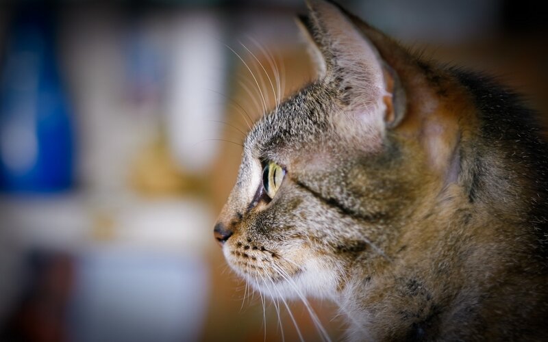 Tabby Cat in Profile — Brown, Calm