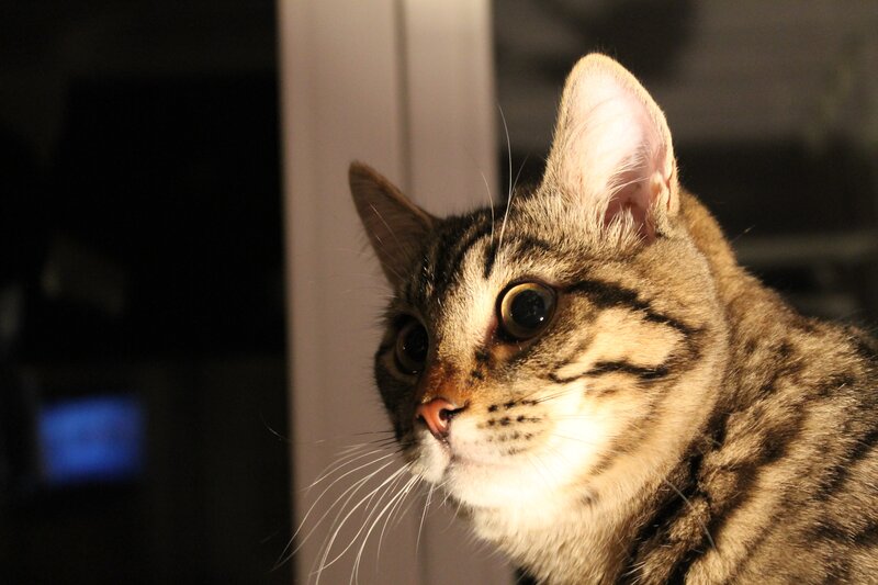 Tabby Cat in Profile — Brown, Curious