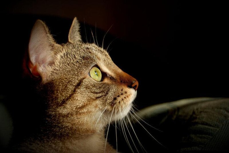 Tabby Cat in Profile — Brown, Dramatic, Night