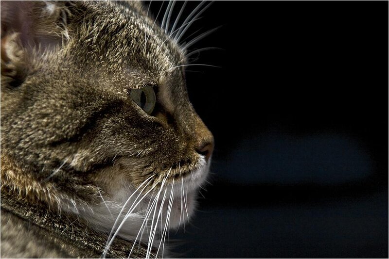 Tabby Cat in Profile — Brown, Dramatic, Photograph