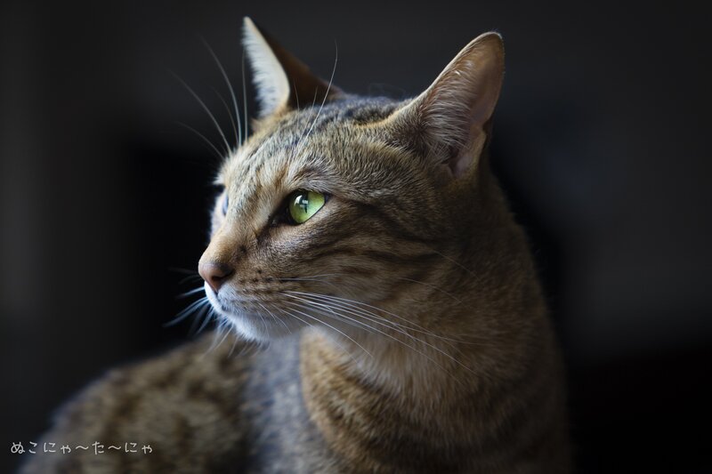 Tabby Cat in Profile — Brown, Dramatic, Photograph, Whiskers