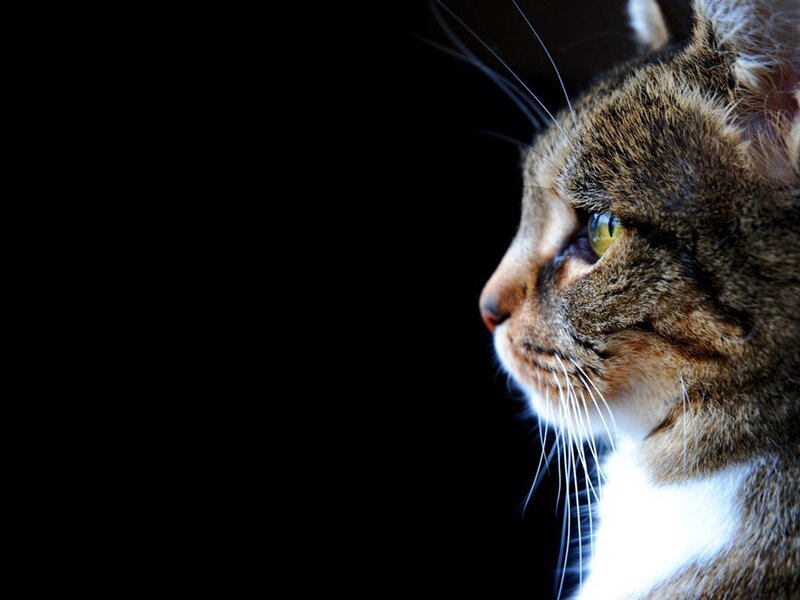 Tabby Cat in Profile — Brown, Dramatic