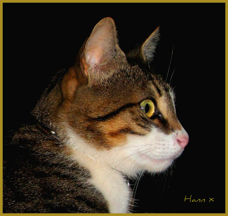 Tabby Cat in Profile — Brown