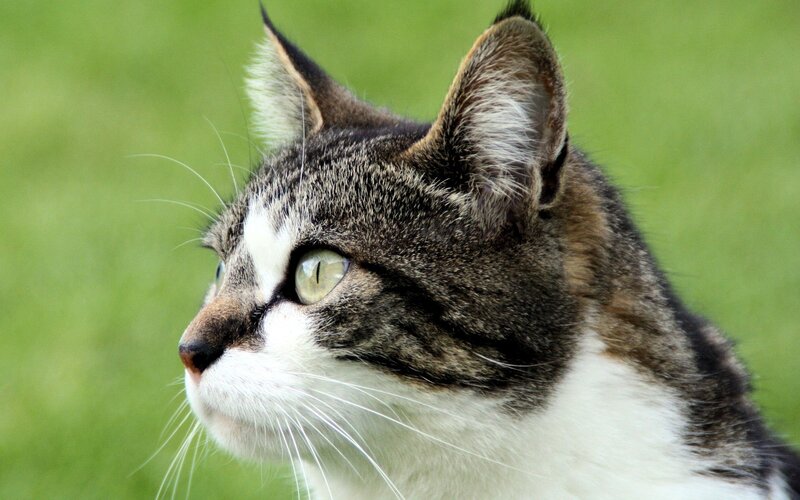 Tabby Cat in Profile — Gray, Calm, Afternoon, Photograph