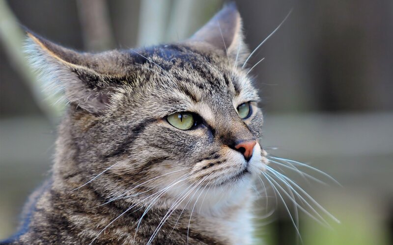 Tabby Cat in Profile — Gray, Calm, Afternoon