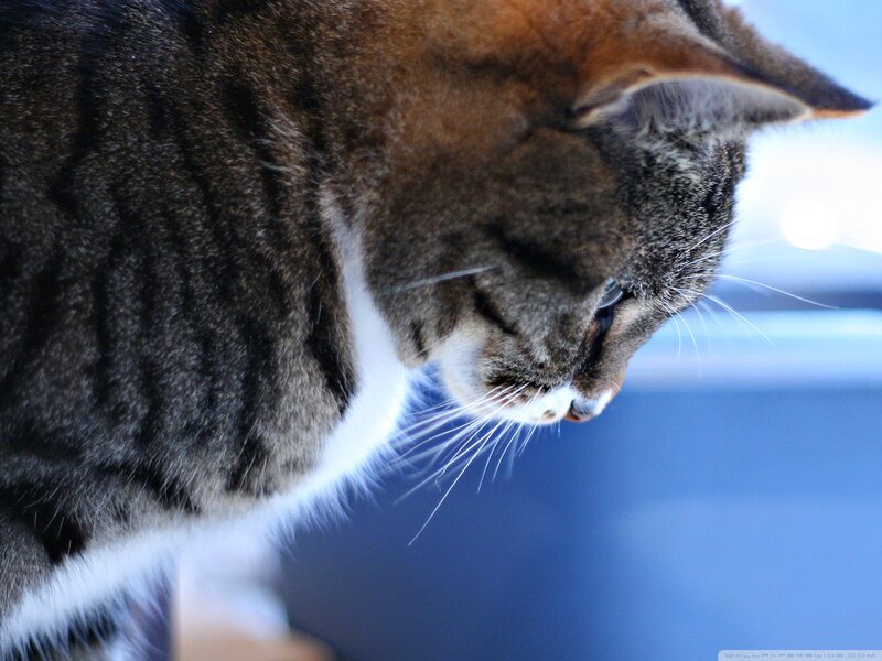 Tabby Cat in Profile — Gray, Calm, Photograph