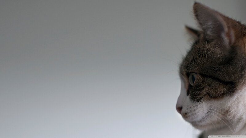 Tabby Cat in Profile — Gray, Calm, Photograph, Wall