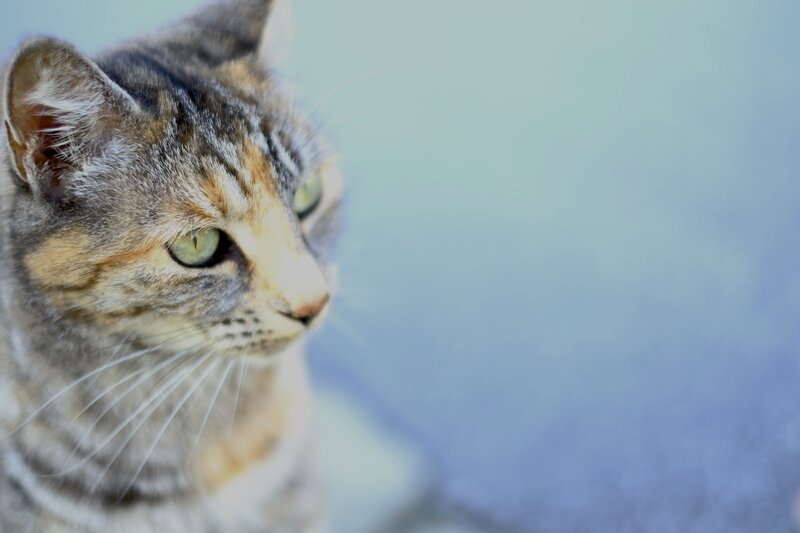 Tabby Cat in Profile — Gray, Calm, Photograph, Whiskers, Green Eyes