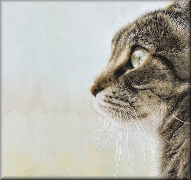 Tabby Cat in Profile — Gray, Calm