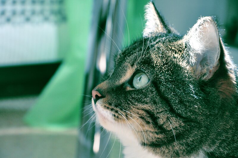 Tabby Cat in Profile — Green