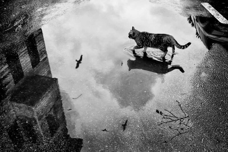 Tabby Cat in Puddle