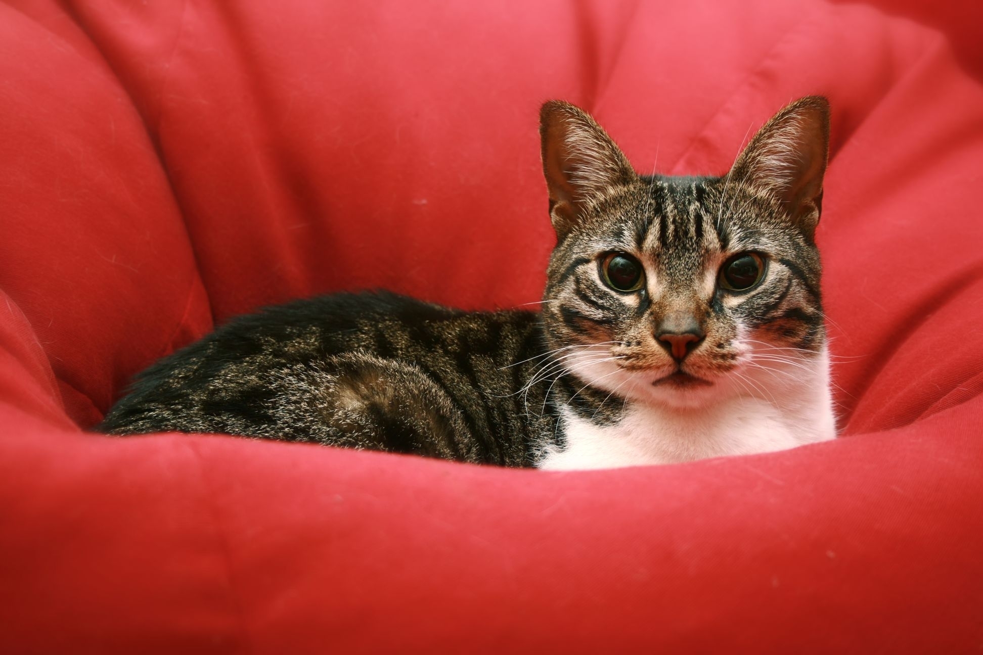 tabby cat in red bean bag