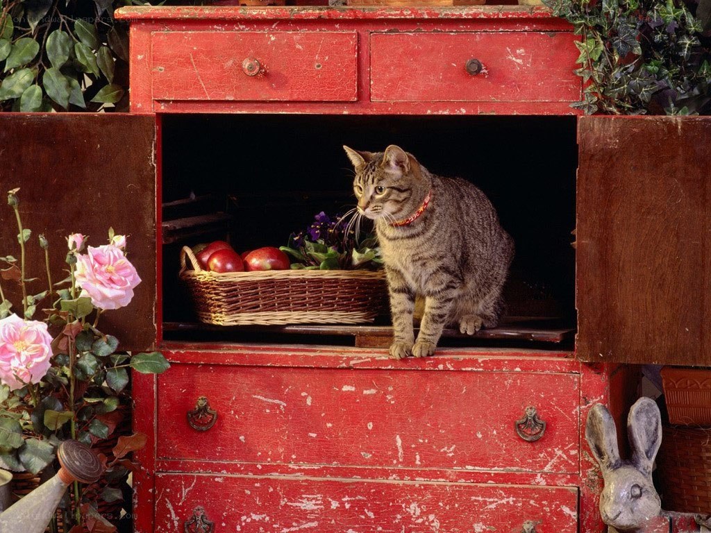 Tabby cat in red cabinet