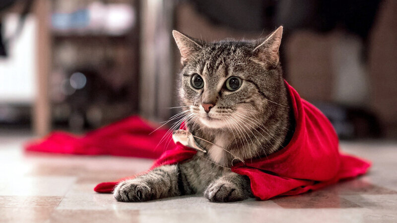 Tabby Cat in Red Cape