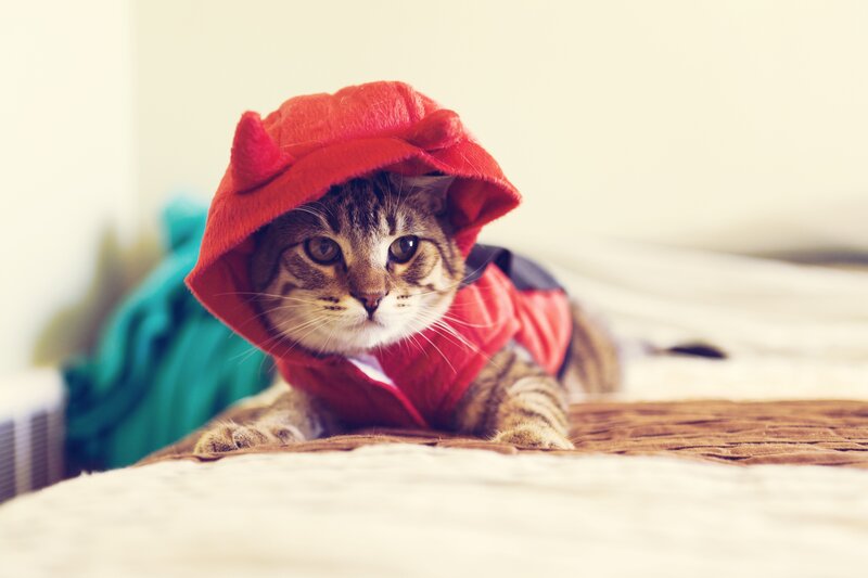 Tabby Cat in Red Costume — Calm, Photograph