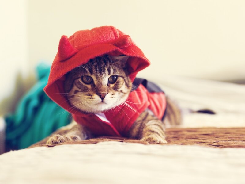 Tabby Cat in Red Costume — Calm