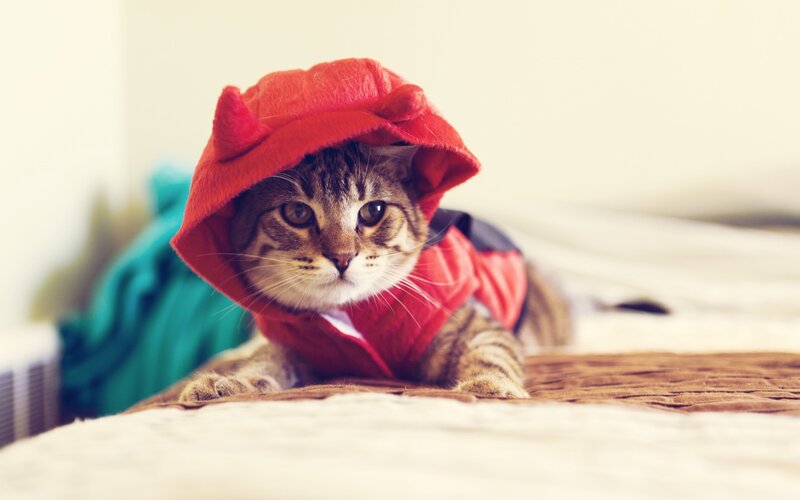 Tabby Cat in Red Costume