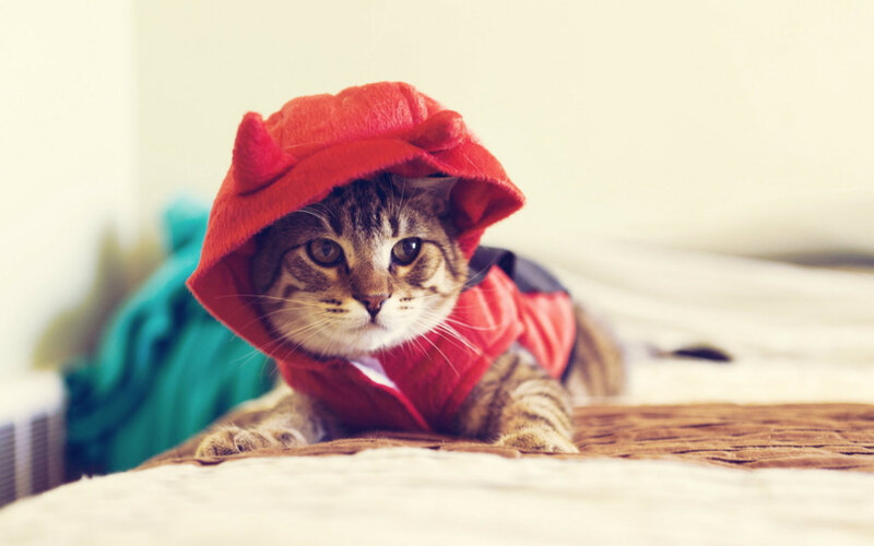 Tabby Cat in Red Hood