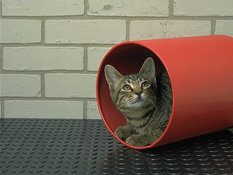 Tabby Cat in Red Tube