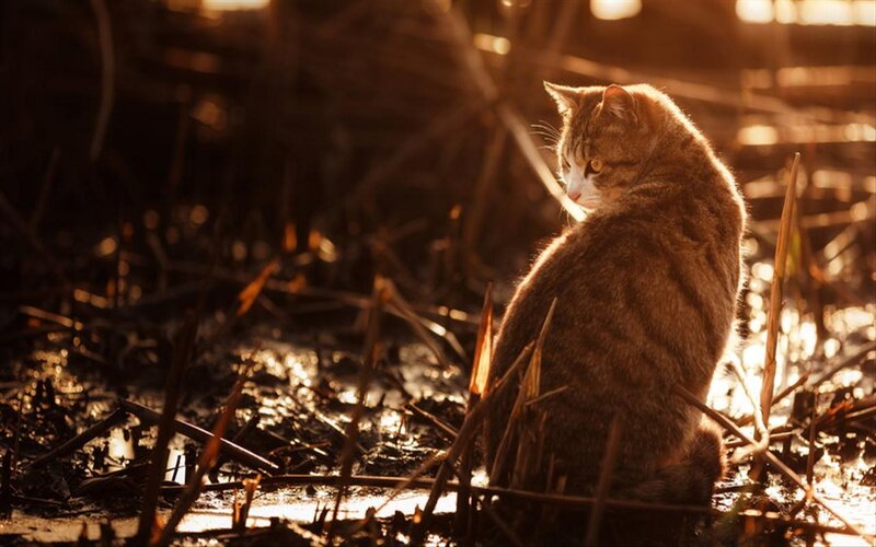 Tabby Cat in Reeds