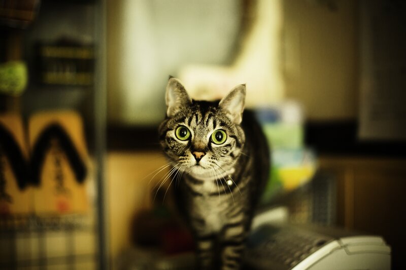 Tabby Cat in Room