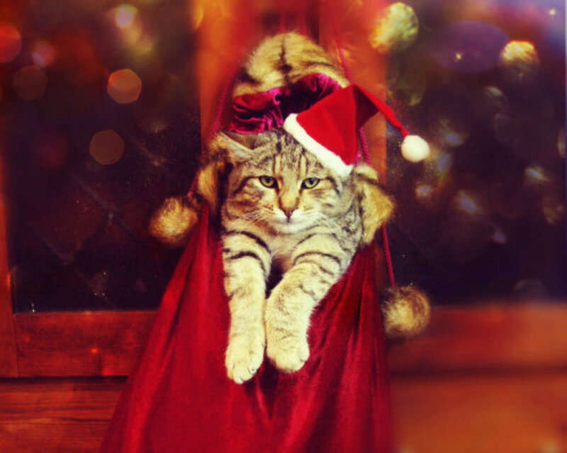 Tabby Cat in Sack